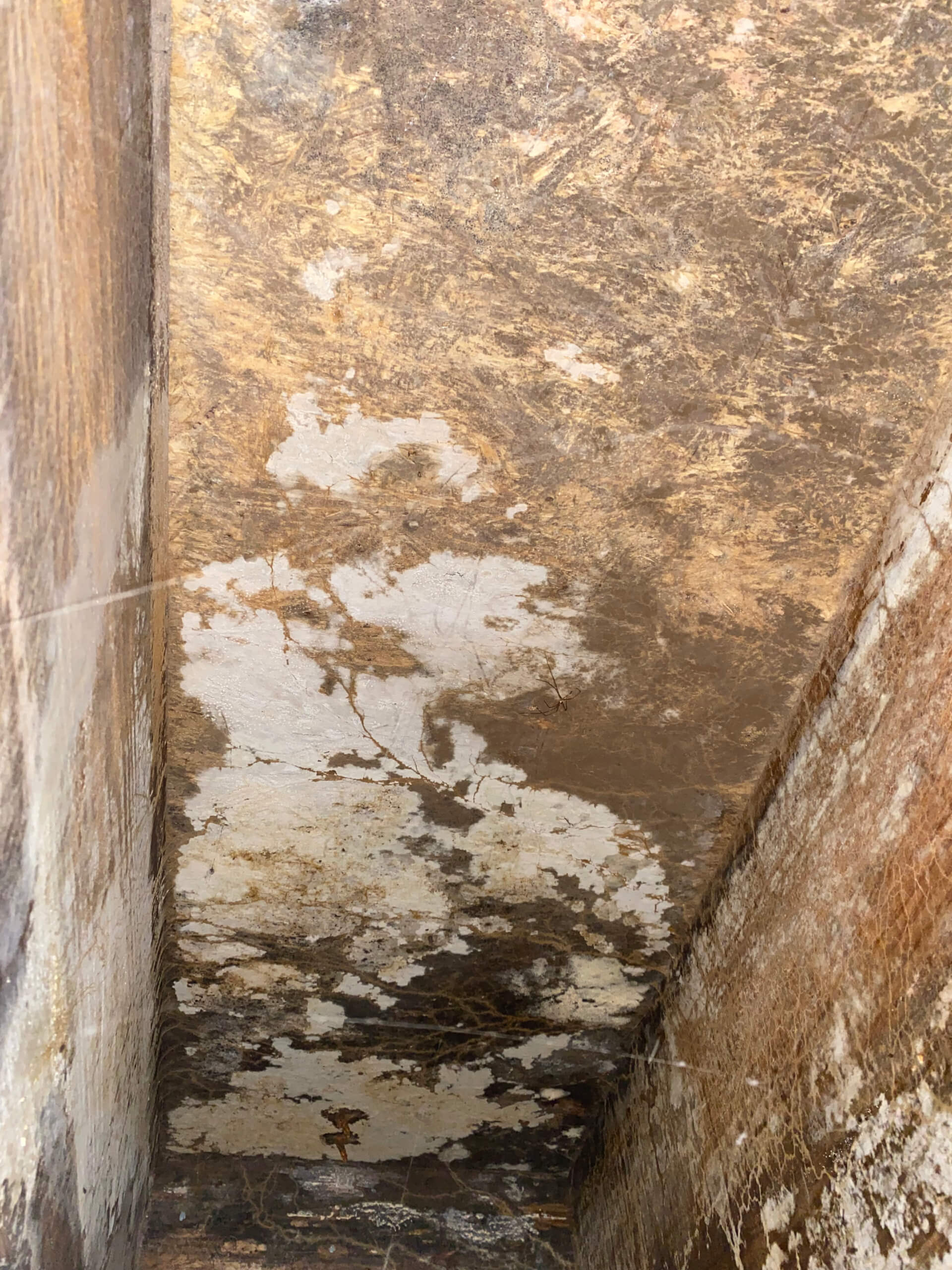 Heavy white and dark mold growth on crawl space subflooring between floor joists